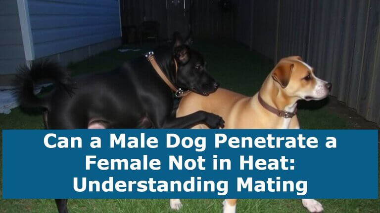 Two dogs playfully roam a backyard, one trailing behind the other. Curious text overlay explores whether a male dog can still penetrate a female not in heat.